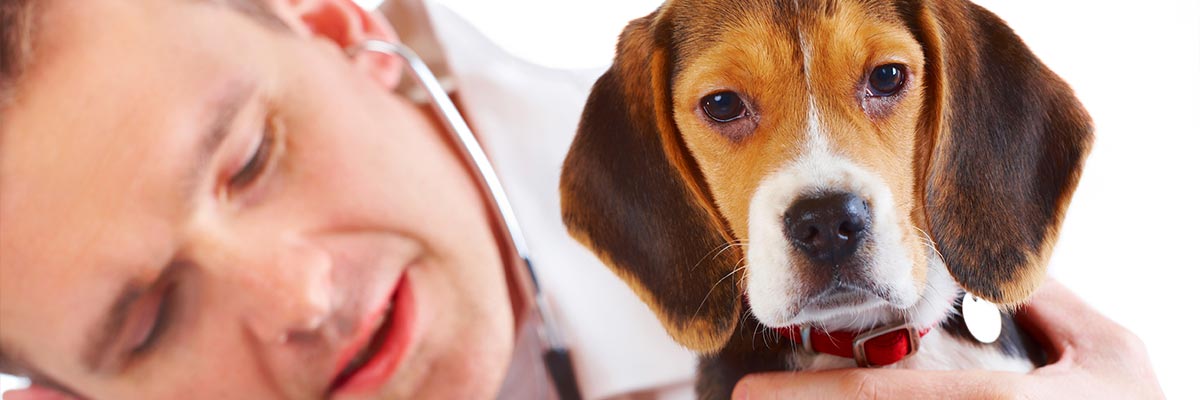 Relief Veterinarians Arkansas Veterinary Medical Association